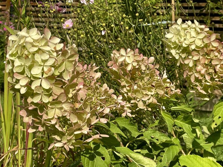 A viráglelkű pénzügyes